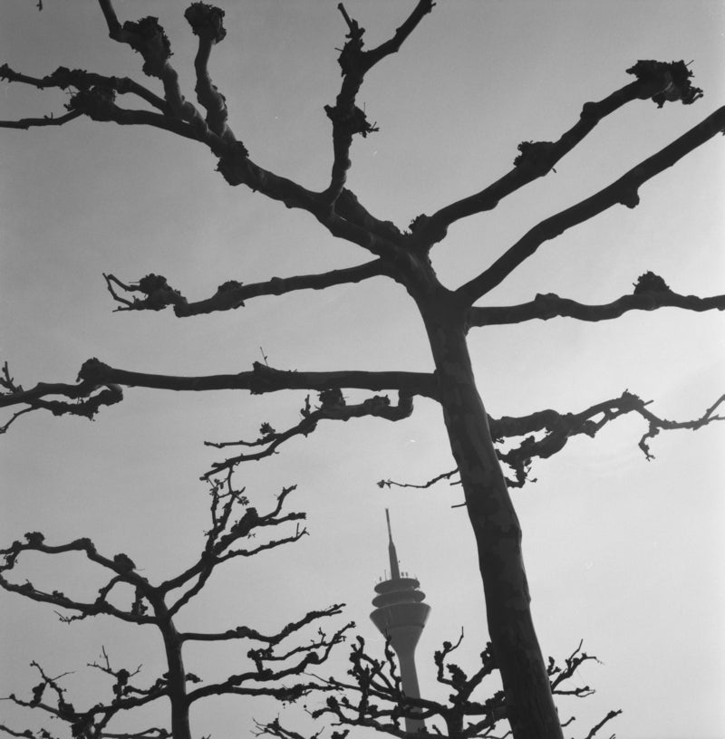 DUS Rheinturm / Platanen