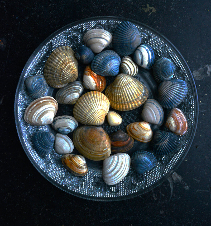 Muschelteller