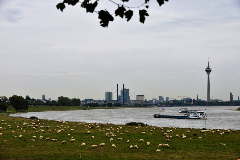 DUS Rheinwiesen Heerdt